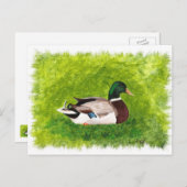 Mallard Duck zit in het gras Briefkaart (Voorkant / Achterkant)