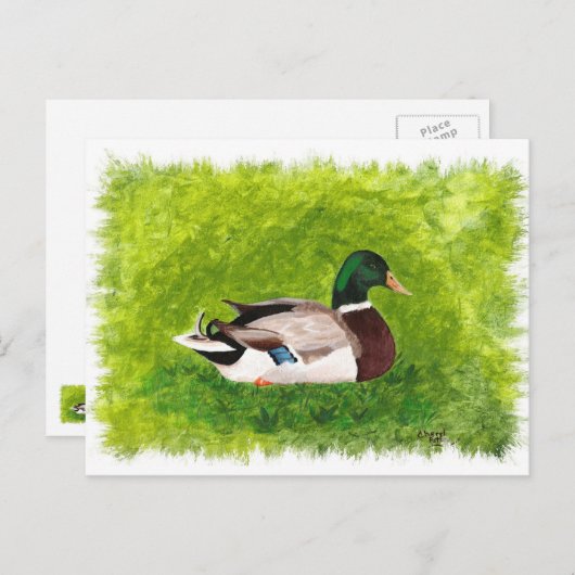 Mallard Duck zit in het gras Briefkaart (Voorkant / Achterkant)