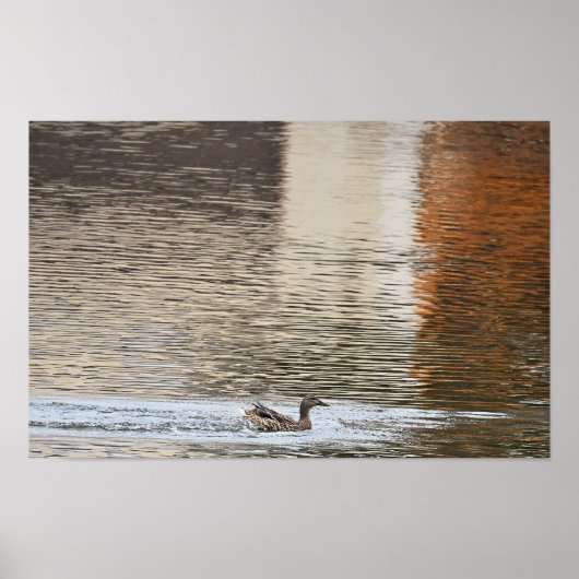 Mallard Duck Zwemmen Poster (Voorkant)