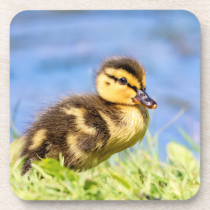 Mallard Ducking Bier Onderzetter