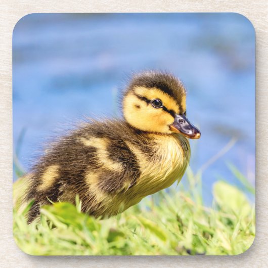 Mallard Ducking Bier Onderzetter (Voorkant)