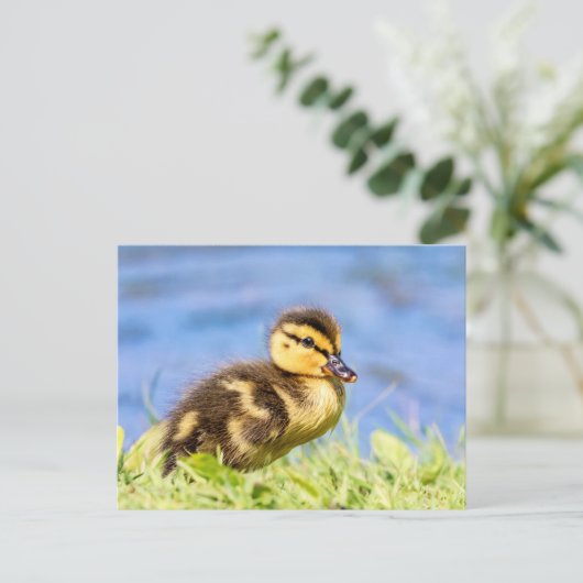 Mallard Ducking Briefkaart (Staand voorkant)