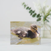 Mallard Ducking Briefkaart (Staand voorkant)