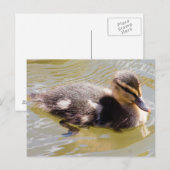 Mallard Ducking Briefkaart (Voorkant / Achterkant)