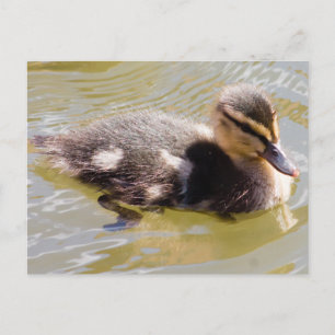 Mallard Ducking Briefkaart