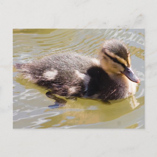 Mallard Ducking Briefkaart (Voorkant)
