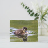 Mallard Ducking Briefkaart (Staand voorkant)