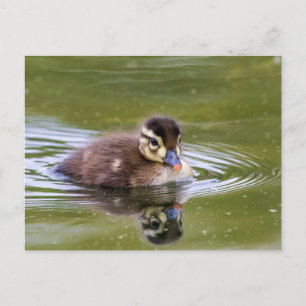 Mallard Ducking Briefkaart