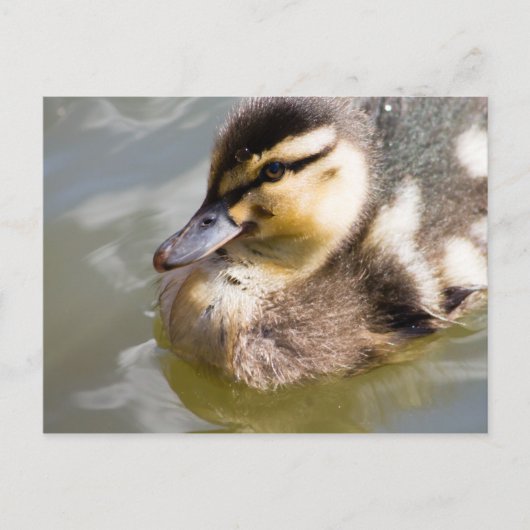Mallard Ducking Briefkaart (Voorkant)