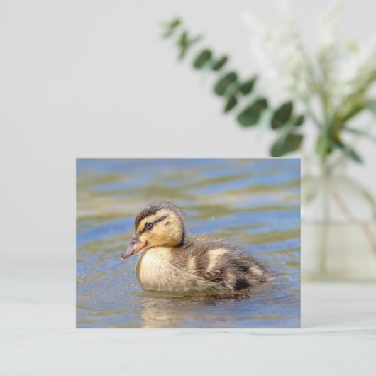 Mallard Ducking Briefkaart (Staand voorkant)