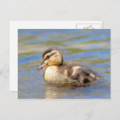 Mallard Ducking Briefkaart (Voorkant / Achterkant)