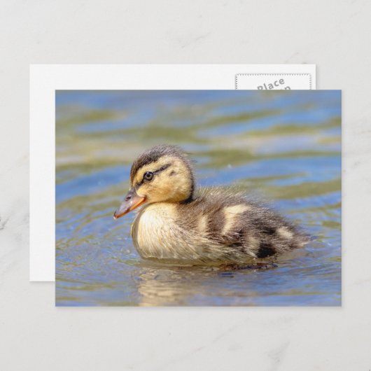 Mallard Ducking Briefkaart (Voorkant / Achterkant)