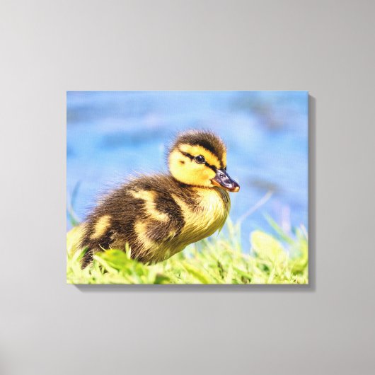 Mallard Ducking Canvas Afdruk (Voorkant)