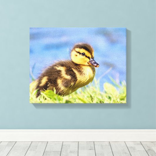 Mallard Ducking Canvas Afdruk (Insitu (Houten vloer))