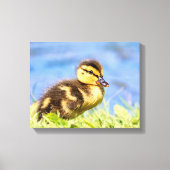 Mallard Ducking Canvas Afdruk (Voorkant)