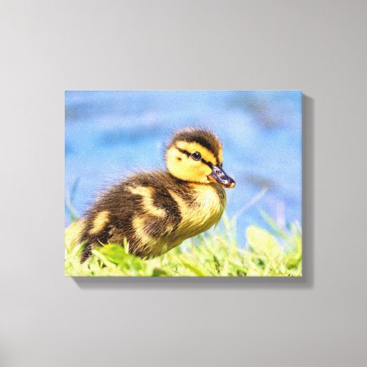 Mallard Ducking Canvas Afdruk (Voorkant)