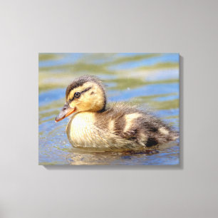 Mallard Ducking Canvas Afdruk
