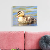 Mallard Ducking Canvas Afdruk (Insitu (Woonkamer))