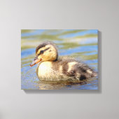Mallard Ducking Canvas Afdruk (Voorkant)