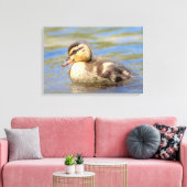 Mallard Ducking Canvas Afdruk (Insitu (Woonkamer))