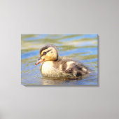 Mallard Ducking Canvas Afdruk (Voorkant)