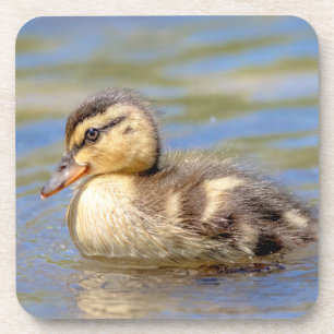 Mallard Ducking Drankjes Onderzetter