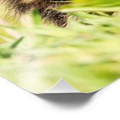 Mallard Ducking Foto Afdruk (Hoek)