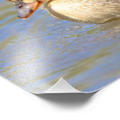 Mallard Ducking Foto Afdruk (Hoek)