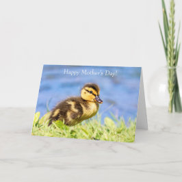 Mallard Ducking Kaart