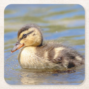 Mallard Ducking Kartonnen Onderzetters