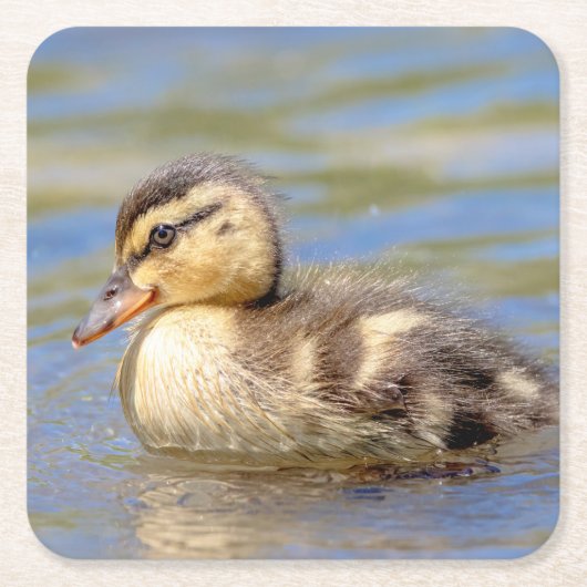 Mallard Ducking Kartonnen Onderzetters (Voorkant)