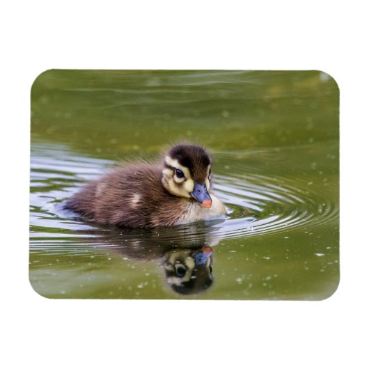 Mallard Ducking Magneet (Horizontaal)
