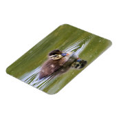 Mallard Ducking Magneet (Linkerzijde)