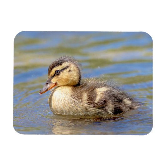 Mallard Ducking Magneet (Horizontaal)