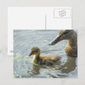 Mallard Ducking met zijn moeder. Briefkaart (Voorkant / Achterkant)