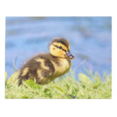 Mallard Ducking Notitieblok (Voorkant)