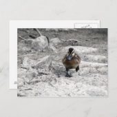 Mallard Ducking Photo Briefkaart (Voorkant / Achterkant)