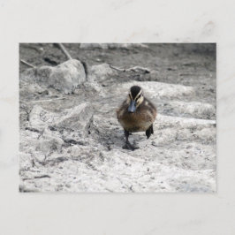 Mallard Ducking Photo Briefkaart