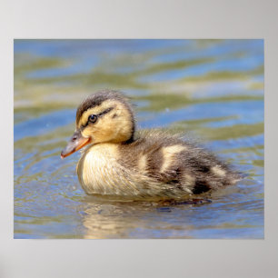 Mallard Ducking Poster