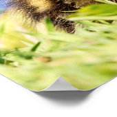 Mallard Ducking Poster (Hoek)