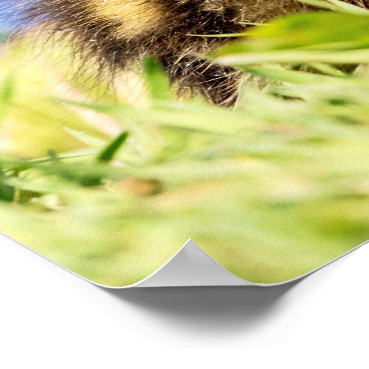 Mallard Ducking Poster (Hoek)