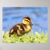 Mallard Ducking Poster (Voorkant)