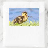 Mallard Ducking Rechthoekige Sticker (Tas)