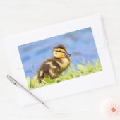 Mallard Ducking Rechthoekige Sticker (Envelop)