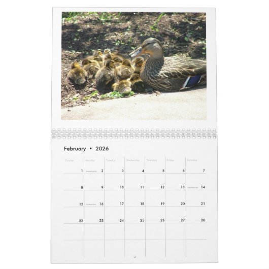 Mallard Duckings Kalender (Feb 2026)