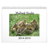 Mallard Duckings Kalender (Hoes)