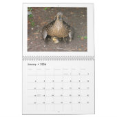 Mallard Duckings Kalender (Jan 2026)