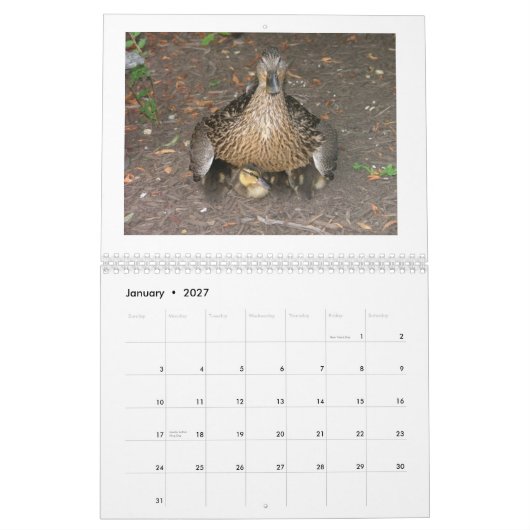 Mallard Duckings Kalender (Jan 2027)