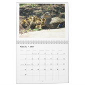 Mallard Duckings Kalender (Feb 2027)