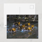 Mallard Ducklings Briefkaart (Voorkant / Achterkant)